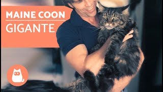 MAINE COON gigante: tudo sobre ele