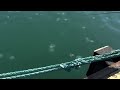 Батуми - куча медузенов