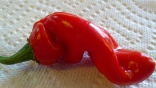 The Tshololo Pod Review From Refining Fire Chiles