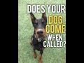 Why wont my dog come when called? Recall Training with America's Canine Educator