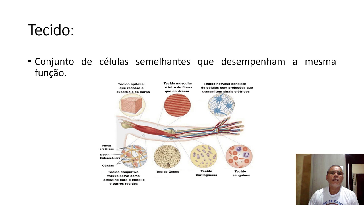 Qual O Maior Nível Organizacional Do Corpo Humano