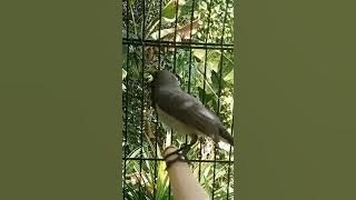 Burung sogon gacor istimewa