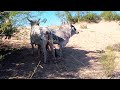 Bull mating video || small cow and big bull atatck for mating