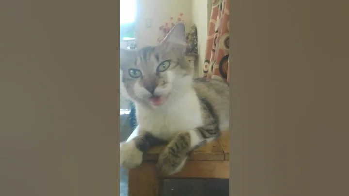 #cat #gatita