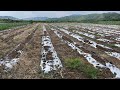 3000 kg lettuce production setup phase1 part1