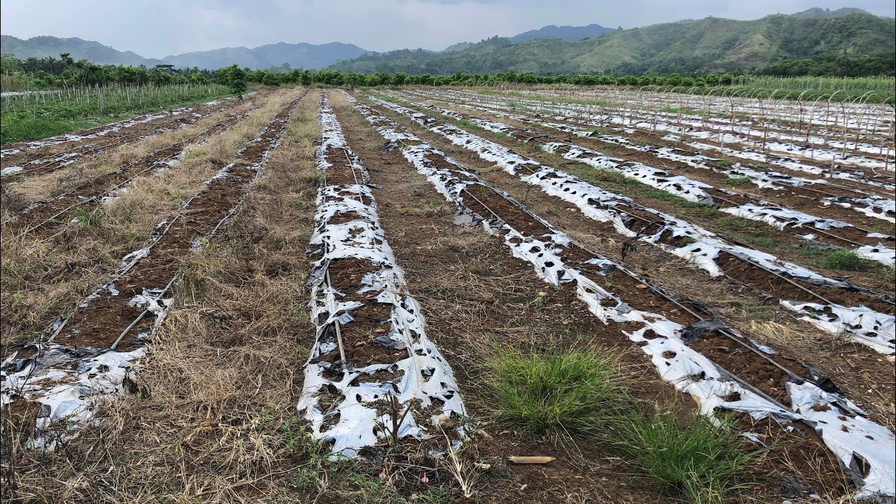 3000 KG LETTUCE PRODUCTION SETUP PHASE1 PART1 YouTube