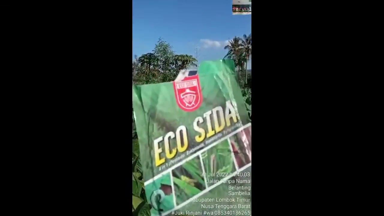 Hasil Aplikasi Eco Sida untuk Membasmi Hama Ulat pada Tembakau di Lombok....info :081909013434
