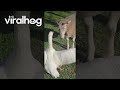 Naughty Goose Bullies Timid Sheep || ViralHog