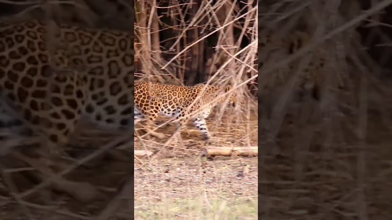 leopard searching for prey in forest 