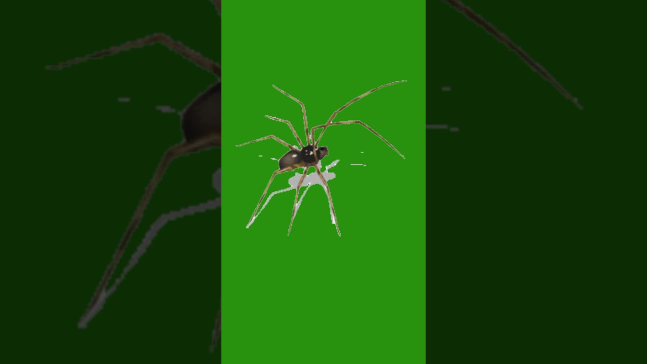 Spider Running Green Screen Video 