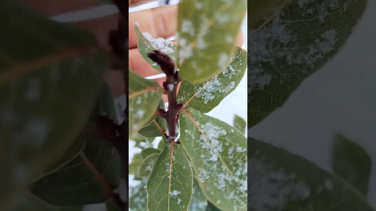 Cum protejăm dafinii iarna