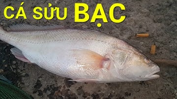 CÂU CÁ NGÁT , DÍNH CÁ SỬU BẠC
