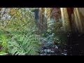  sound therapy  5 hours wind chimes birds song forest stream