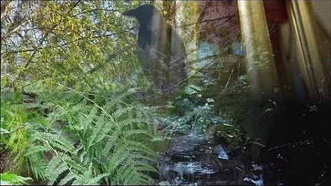 ❀ Sound Therapy ~ 5 hours wind chimes, birds song, forest stream