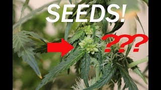 How I Make Feminized Cannabis Seeds