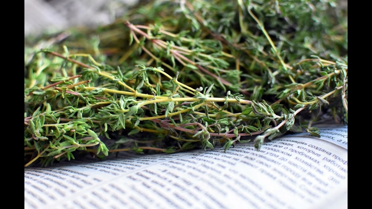 Let's grow Chinese herbal medicines together!