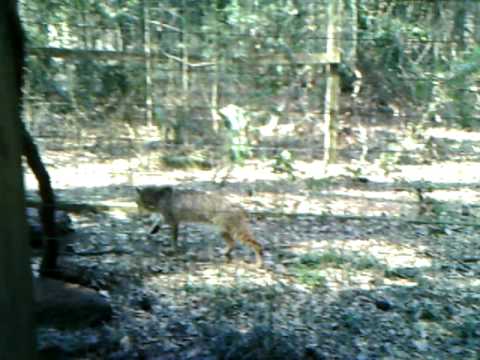 Ellen Trout Zoo -- Bobby the Bobcat