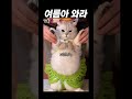 뱃살이 있어도 사랑스러운 생명ㅋㅋㅋㅋ 뱃살이 있어도 사랑스러운 생명ㅋㅋㅋㅋ