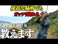 キジハタ釣ってみたい人、まずはこの動画を見て欲しい。ゼロから学びたい人向けキジハタ釣り講座