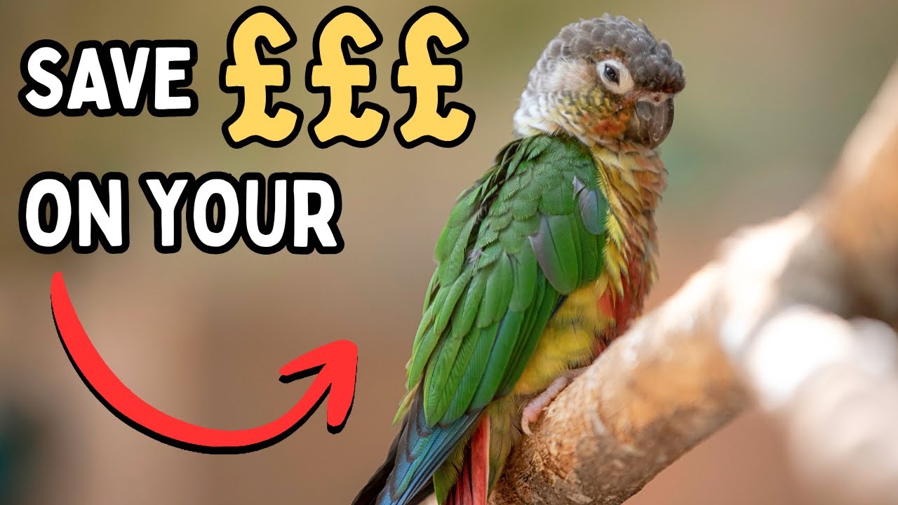 How to Make Foraging Toys for Small Birds Youtube: Easy DIY Fun