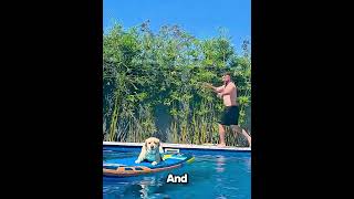 Dog 🐶