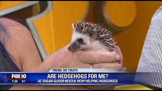 Az Sugar Glider Rescue On Fox 10 News Hedgehogs Truth Or Trend
