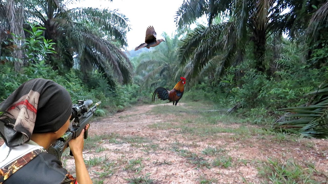 Berburu Punai di Pinggir Hutan – Spot Ayam Hutan Paling Gacor!