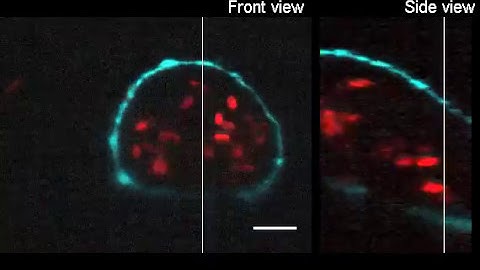 High-resolution reconstruction of the beating zebrafish heart 12