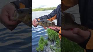 perch fishing on the galloway lochs 🎣👌🌲🌳🙌 #fyp #shorts #fishing #scotland #wildcamping #freedom