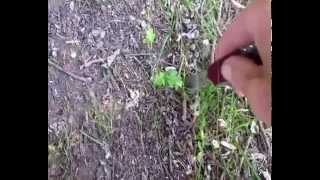 Growing Bonsai from Seed - Free Trees