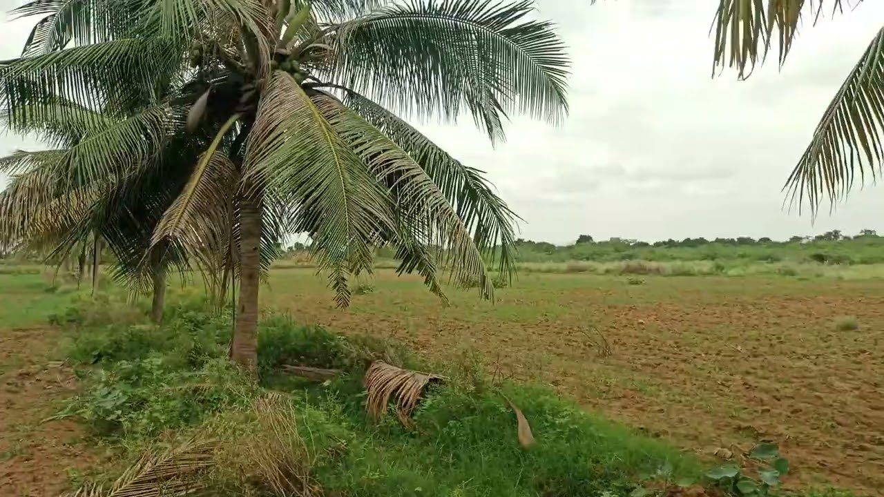 580) நாமக்கல் மாவட்டம் சேந்தமங்கலம் அருகில் அருமையான செம்மண் பூமி 5 ஏக்கர் தோட்டம் விற்பனைக்கு