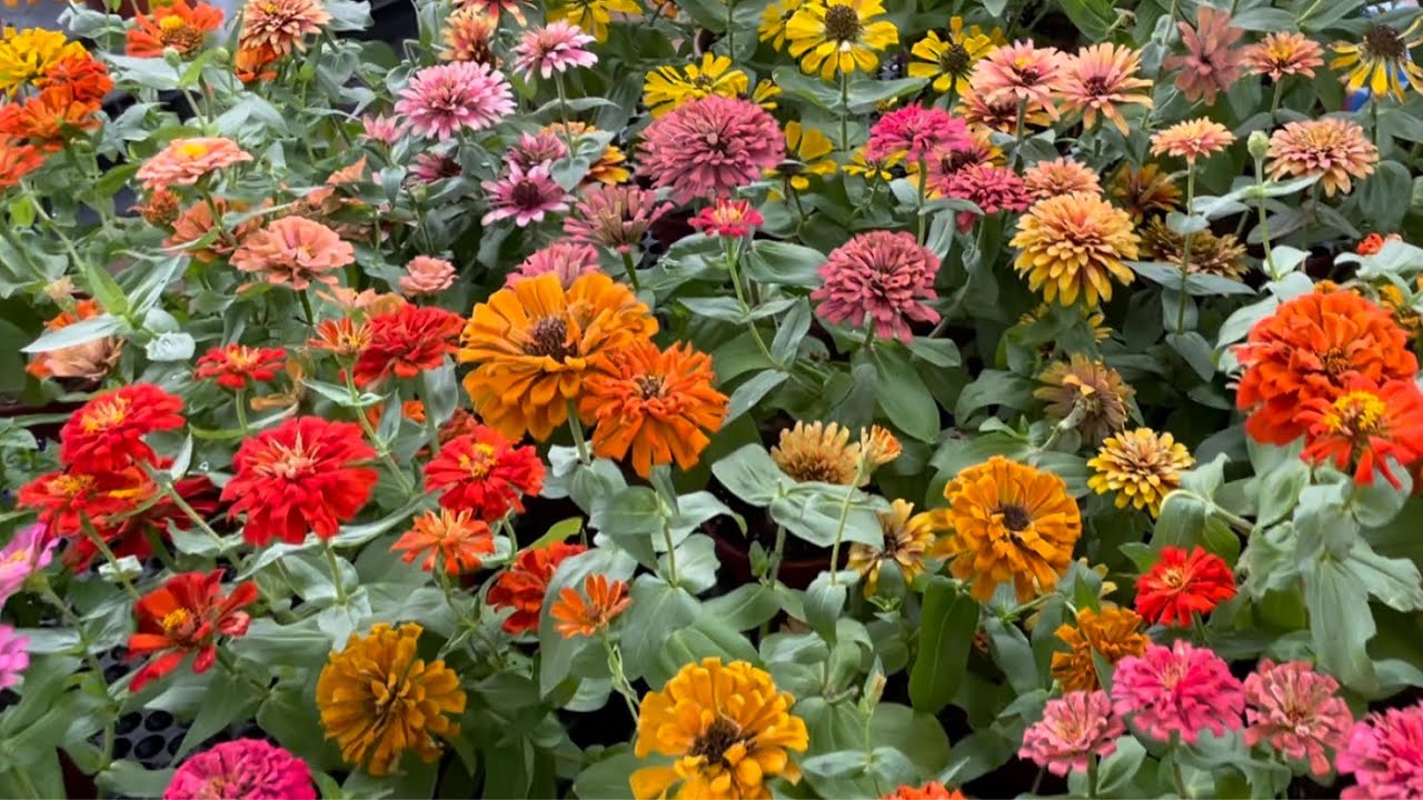 Beautiful and Sweet Flowers and Plants Bedok Nursery YouTube