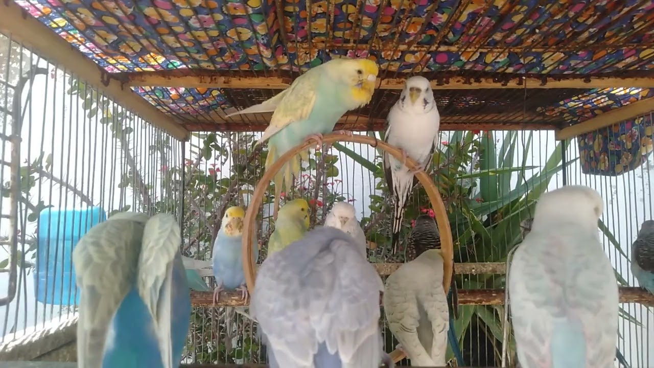 ASMR: Wellensittich Geräusche – Beruhigende Vogelgesänge 🌿🎶 30 Minuten