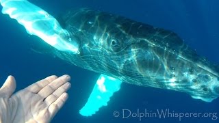 BABY WHALE rising up from the deep @celebrating108