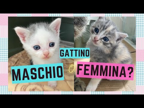 Video: Come determinare il sesso di un gattino: 9 passaggi