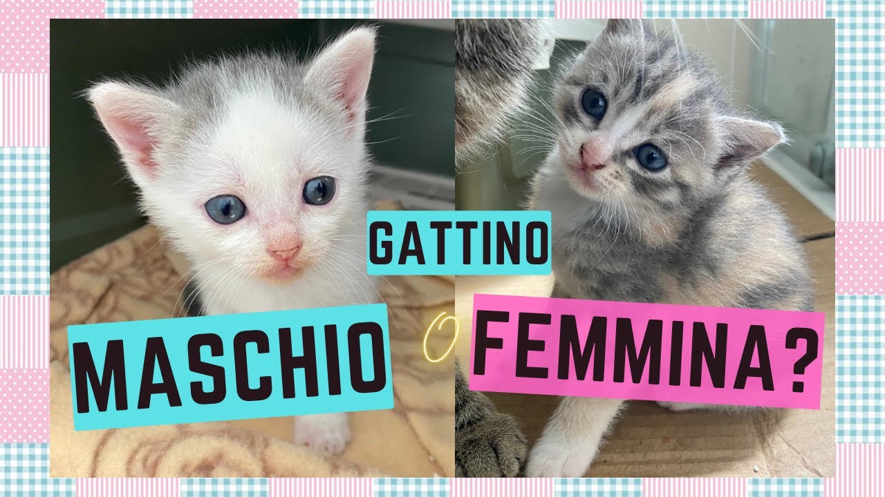 GATTINO MASCHIO o FEMMINA? Come riconoscere se il gattino é un maschietto o  una femminuccia 