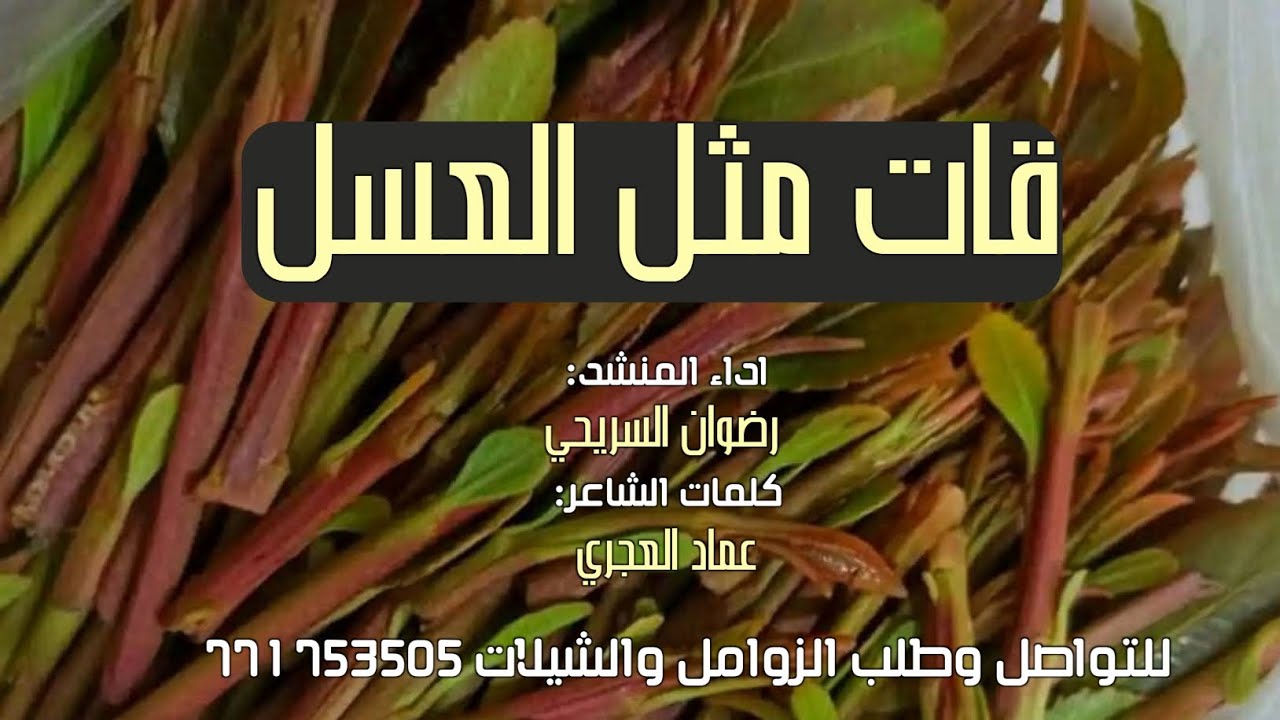 قات مثل العسل _ رضوان السريحي _ سلا رازحي