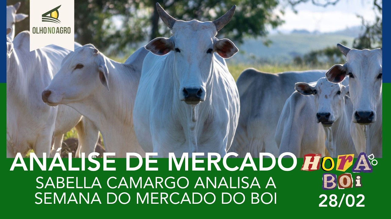 HORA DO BOI 28/02 - SABELLA CAMARGO ANALISA A SEMANA DO MERCADO DO BOI