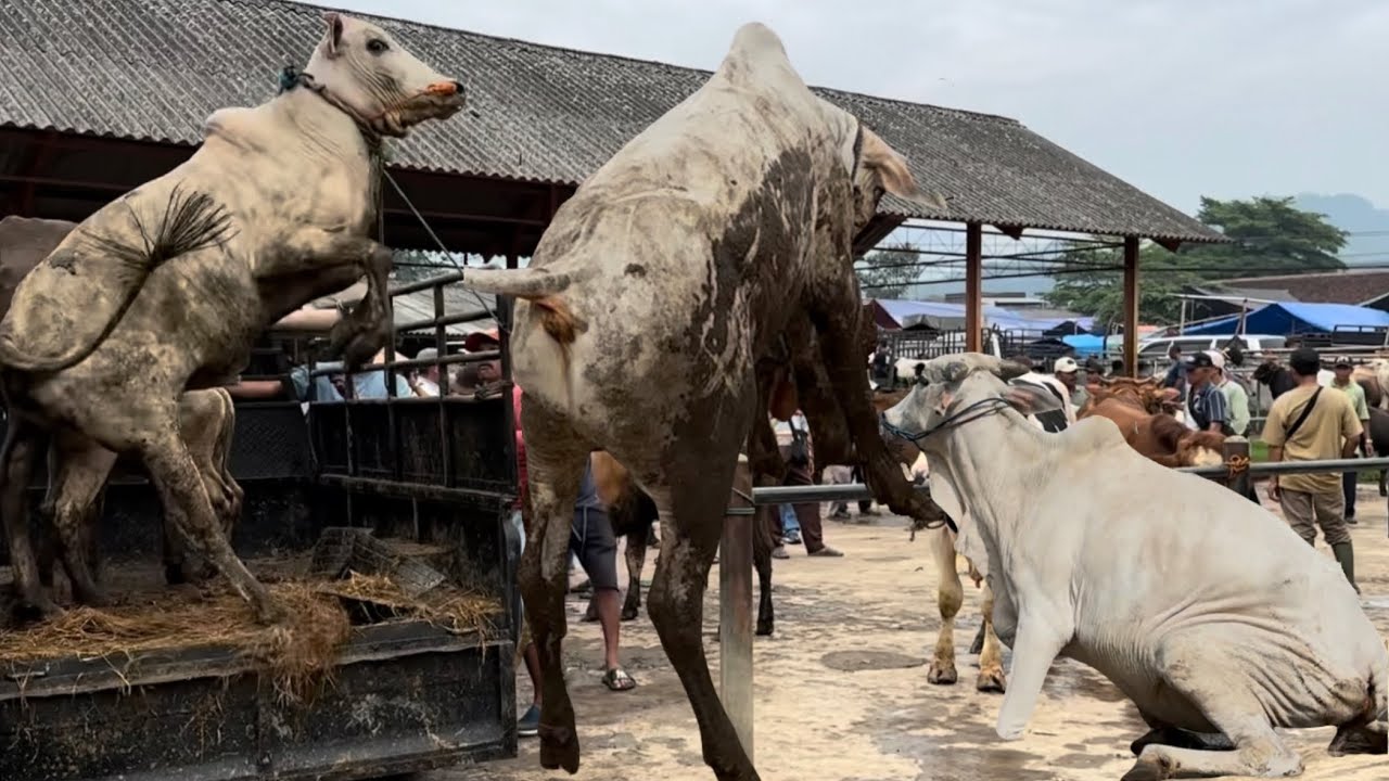 Вирус 2026, самая сильная группа разъяренных быков