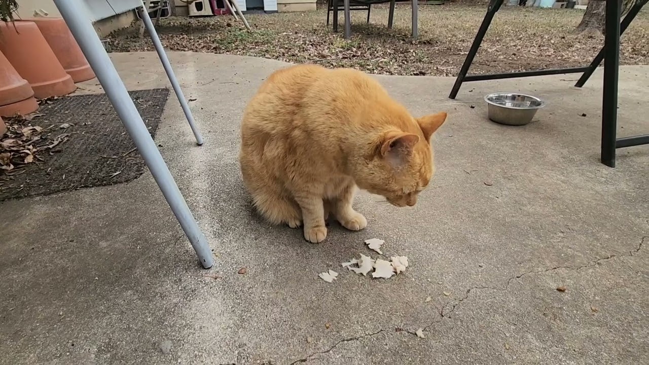 Fat Orange Cat vs. deli turkey cold cuts (You Won’t Stop Watching)
