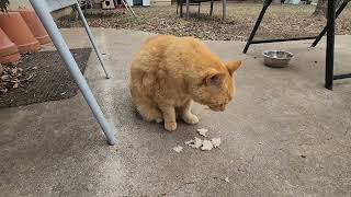 Fat Orange Cat Vs. Deli Turkey Cold Cuts You Wont Stop Watching