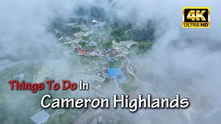 Cameron Highlands - 5 Things To Do [4K]