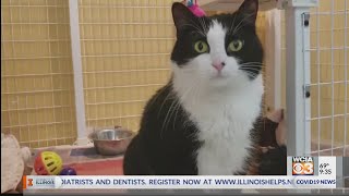 Pet Spotlight: Tipsy