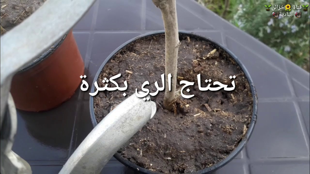 طريقة زراعة الشويلاء (الشيبا)