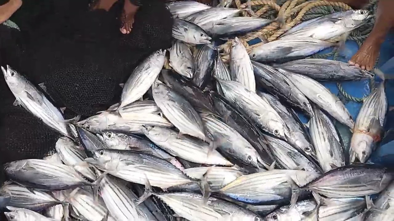 nasira winch namin, buti nahuli pa rin yung isda