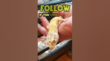 My Leopard Gecko Turned Into Another Leopard Gecko! 🦎😨#shorts