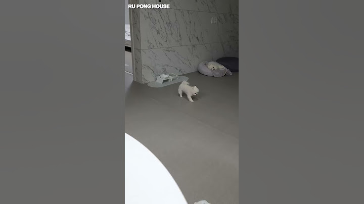 갑자기 신났다가 갑자기 지친 퐁키ㅋㅋㅋ #shorts