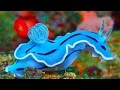 19 INCREDIBLY Colorful Sea Creatures