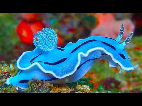 19-incredibly-colorful-sea-creatures