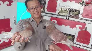 Geruduk Kandang Topas Bandungpantau Piyikan